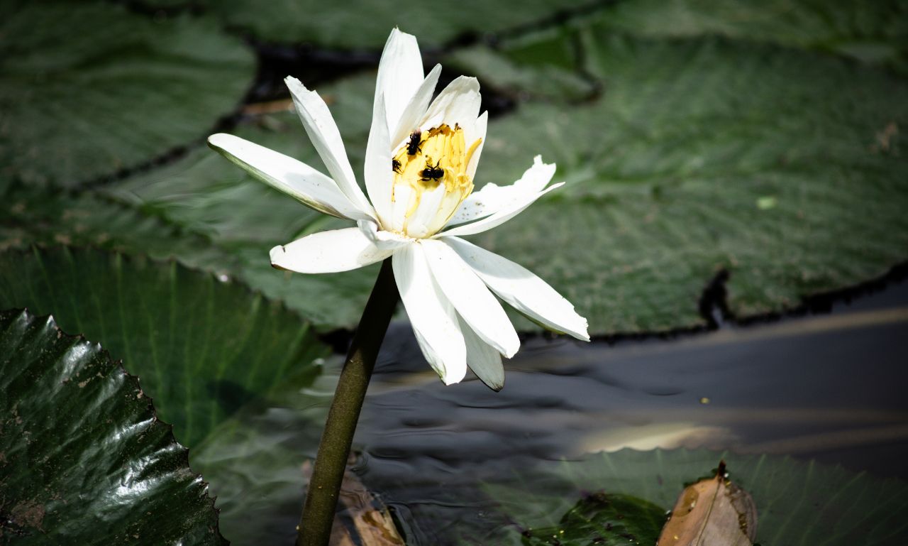 White Lotus Season 3